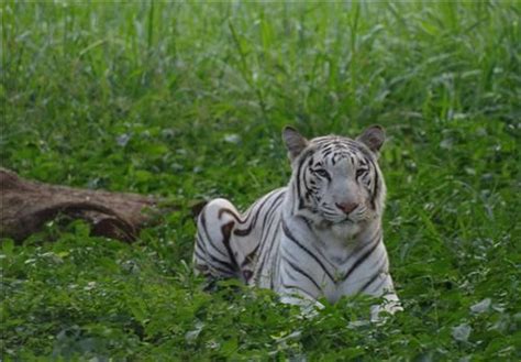 Know About Bathinda Introduction And Overview Of Bathinda Mysore Zoo