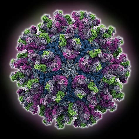 West Nile Virus Capsid With Fab Fragments Photograph By Laguna Design