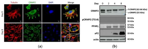CRMP2 expression pattern in undifferentiated pre-adipocytes and during ... 