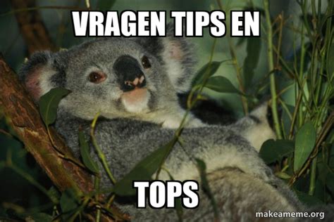 Vragen Tips En Tops Laid Back Koala Make A Meme