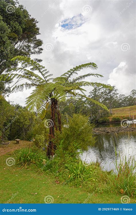 Temperate Rain Forest with Fern Trees, Stock Image - Image of hawke, flower: 292977469