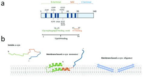 Schematic Representation Of Synuclein Syn Mutations And Lipid