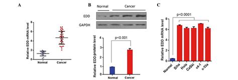 E Ubiquitin Ligase Isolated By Differential Display Regulates Cervical