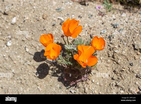 Weather conditions produced poppy and wildflower super blooms in ...