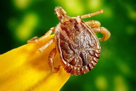 How To Prevent Ticks While Hiking And Backpacking