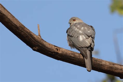 Birds Tigers Of Northern India Tour Report Birdquest