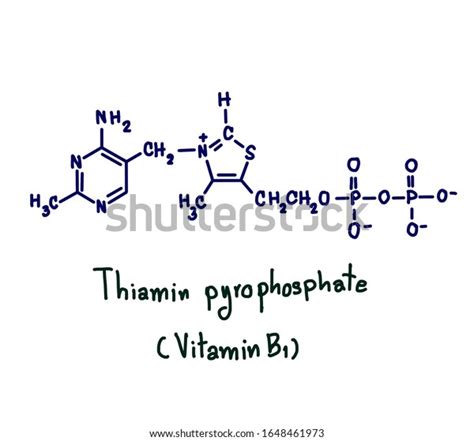 Thiamine Pyrophosphate Tpp Plays Vital Role Stock Illustration ...