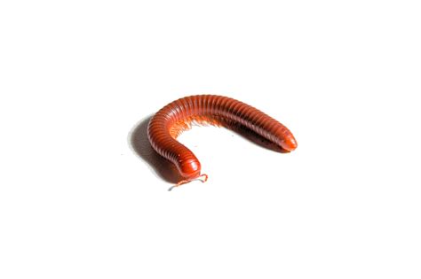 Scarlet Millipede – CareBugs