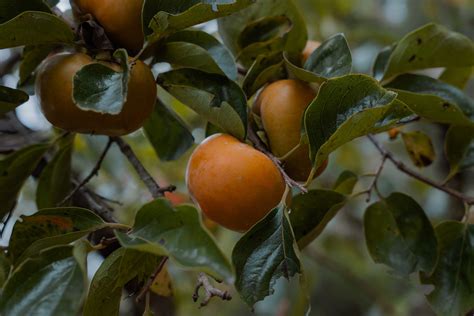 Maekawa Jiro Persimmon – Chestnut Hill Outdoors