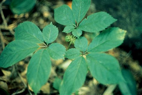 Panax Quinquefolius American Ginseng Go Botany