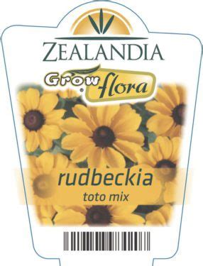 Rudbeckia Toto Mix Zealandia Horticulture