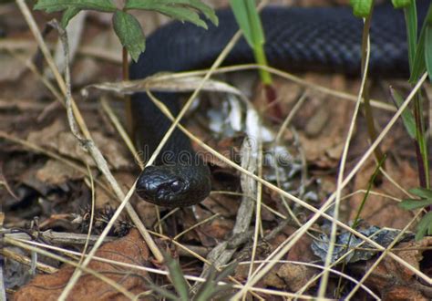 Venomous Snake Black Forest Viper. Stock Image - Image of shot, nature ...