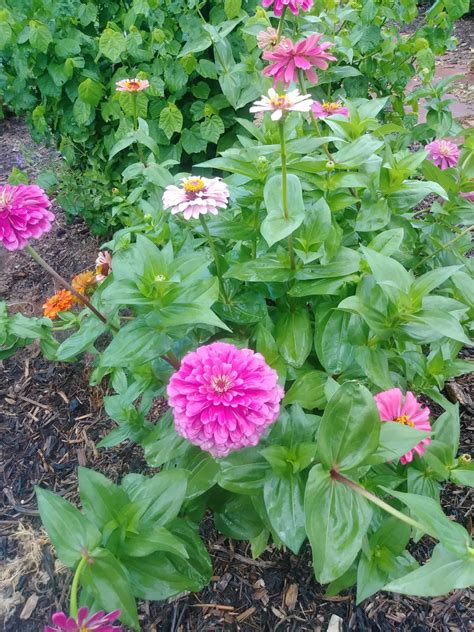 Pollinator Gardening for Beginners - Kennedale News