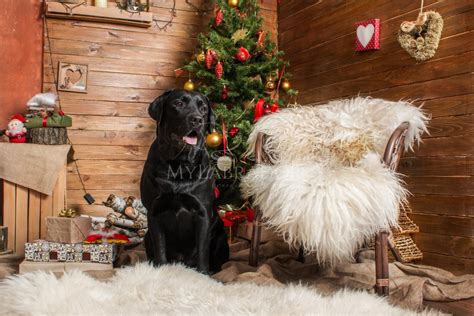 Regalare Un Cucciolo Per Natale Ecco I Motivi Per NON Farlo