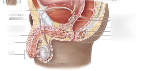 Male Pelvic Region Diagram | Quizlet