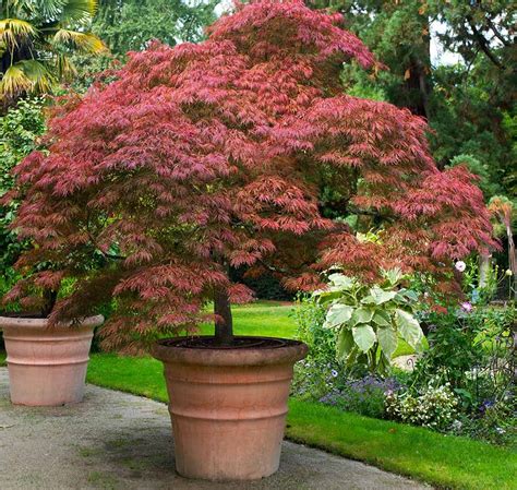 10 Best Dwarf Trees For Pots to Grow in Your Yard