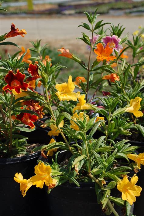 Mimulus ‘jelly Bean™ Sticky Monkey Flower