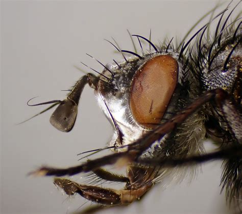 Panzeria Caesia Female Head Knighton Wood Dorset Flickr