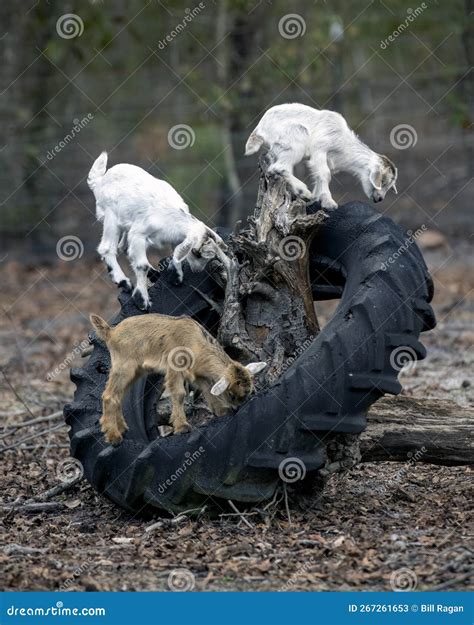 Three Baby Goats Playing On An Old Tractor Tire Stock Image Image Of