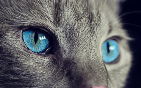 Close up view of gray blue-eyed cat HD wallpaper | Wallpaper Flare