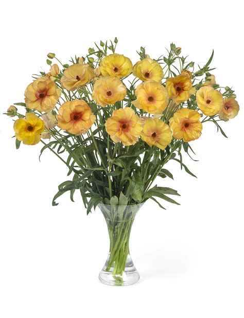 Ranunculus Butterfly™ Monarch Flowers