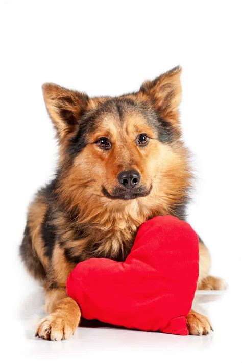 Valentine's Day dog safety: Flowers, treats and alcohol