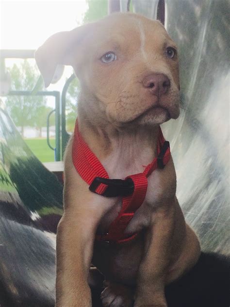 My Pure Breed Blue Nose Pitbull 8weeks Blue Nose Pitbull Cute