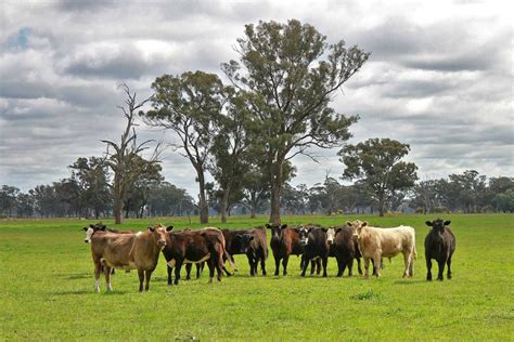 Once In Generation Opportunity To Shape Australian Beef Industry Food