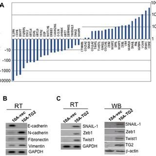 Tg Expression Results In Altered Expression Of Snail Twist Zeb