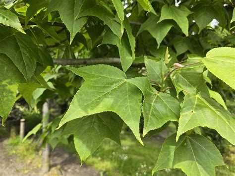 Liquidambar Formosana Var Monticola Is Een Bijzondere Boom