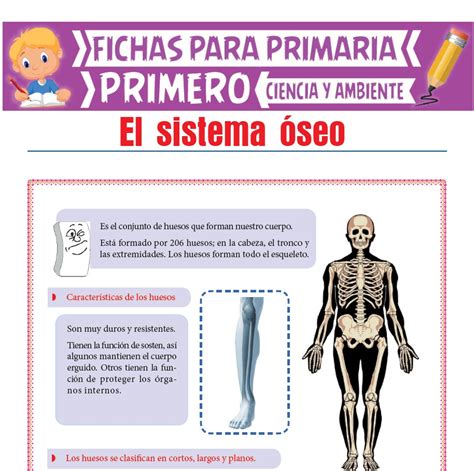 Ficha de El Sistema Óseo para Primero de Primaria en 2024 Sistema