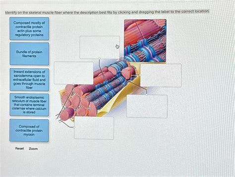 Solved Identify On The Skeletal Muscle Fiber Where The Chegg