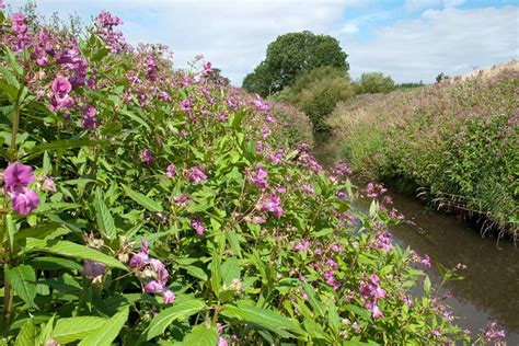 Himalayan Balsam — Living Levels