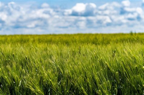 Fotografia Seletiva De Espigas De Trigo Verdes Em Um Campo Foto Premium