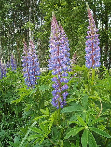 Lupinus Polyphyllus Herbaceous Plants Perennial Wildflowers Big