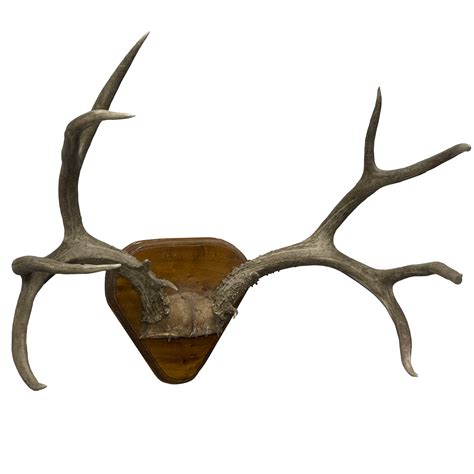 ANTLERS / 8 POINT / ON PLAQUE | Air Designs