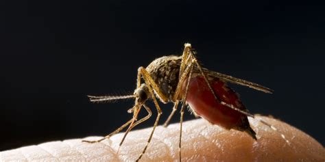 An Easy, Free Way to Keep Mosquitoes Away | HuffPost