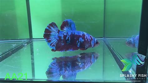 Aa21 Premium Red Koi Galaxy Male Betta Fish Betta Fish Splashy Fish