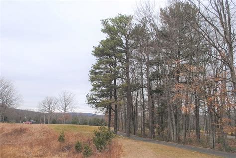 Northern Pitch Pine Pinus Rigida