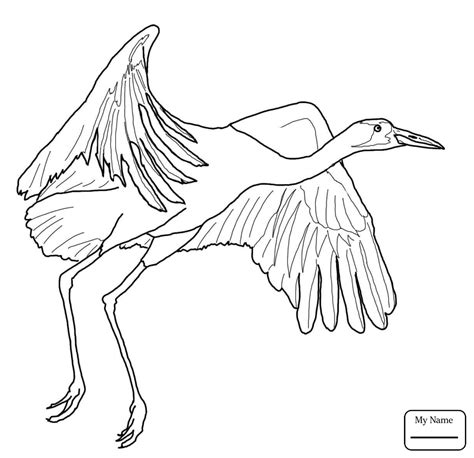 Sandhill Crane Coloring Page Coloring Pages