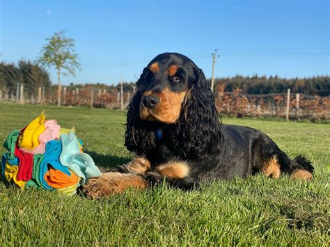 Uggeshall Spaniels - Breeding Working Springers, Cockers and Sprockers... - Uggeshall Spaniels