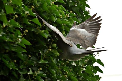 Taube Im Anflug Auf Das Nest Rainer Blankermann Flickr