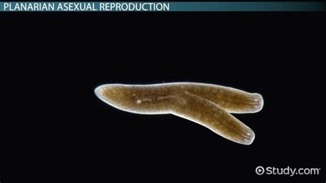 Planaria Anatomy - Anatomy Reading Source