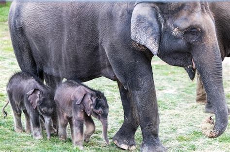 Those ‘miracle’ twin baby elephants at Syracuse zoo have grown into 650 ...