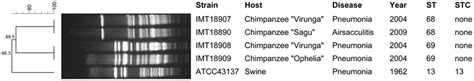 Dendrogram Showing Macrorestriction Patterns Of P Multocida Isolates Download Scientific