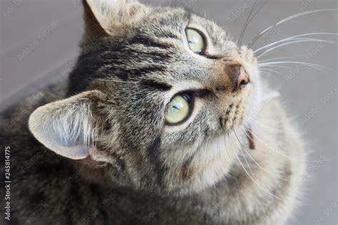 Getigerte Junge Katze Blickt Auf Stock Foto Adobe Stock