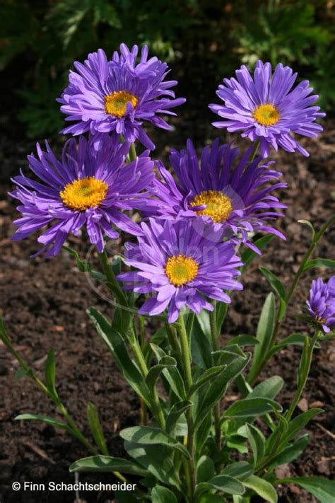 Aster Alpinus Dunkle Sch Ne Schachtschneider