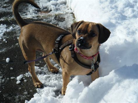 Daug A Pug Dachshund Mix