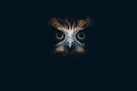 The Meaning of Hearing an Owl at Night: Symbolism, Superstitions, and ...