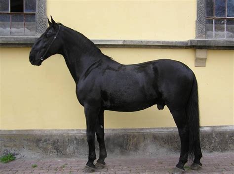 Kladruber Horse Breed Information, History, Videos, Pictures